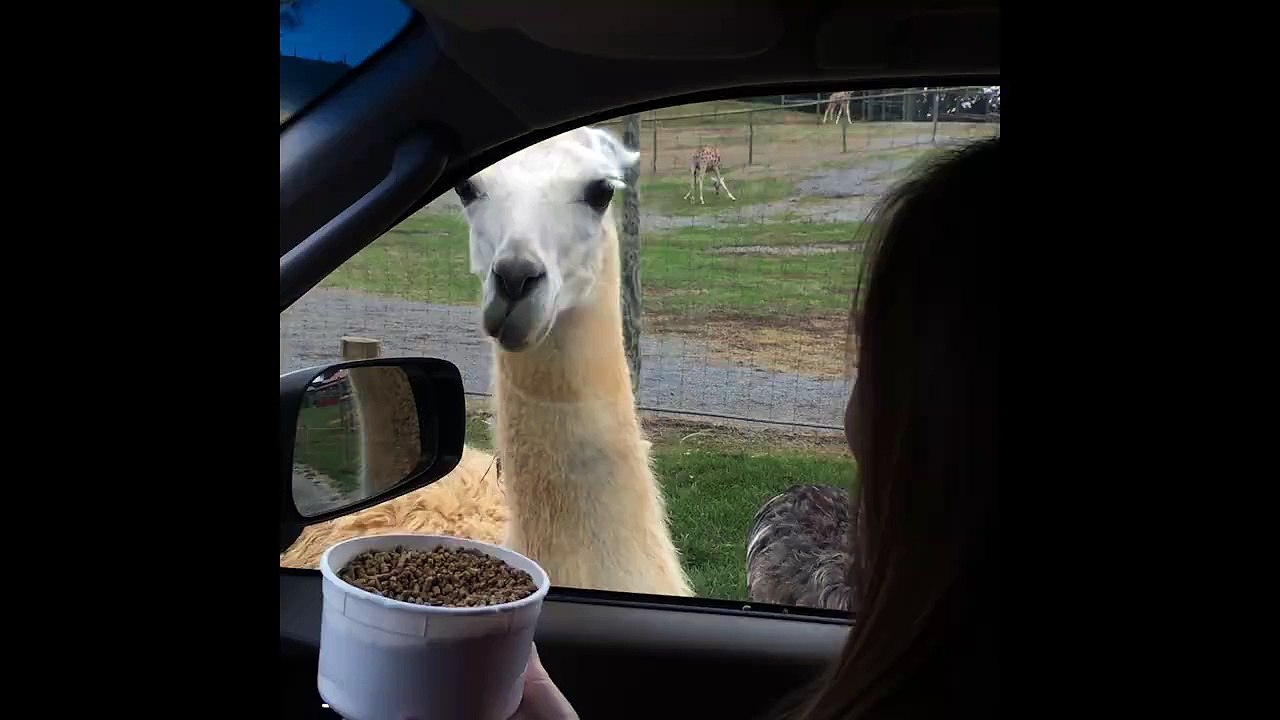 Man Pranks Girlfriend By Rolling Down Window