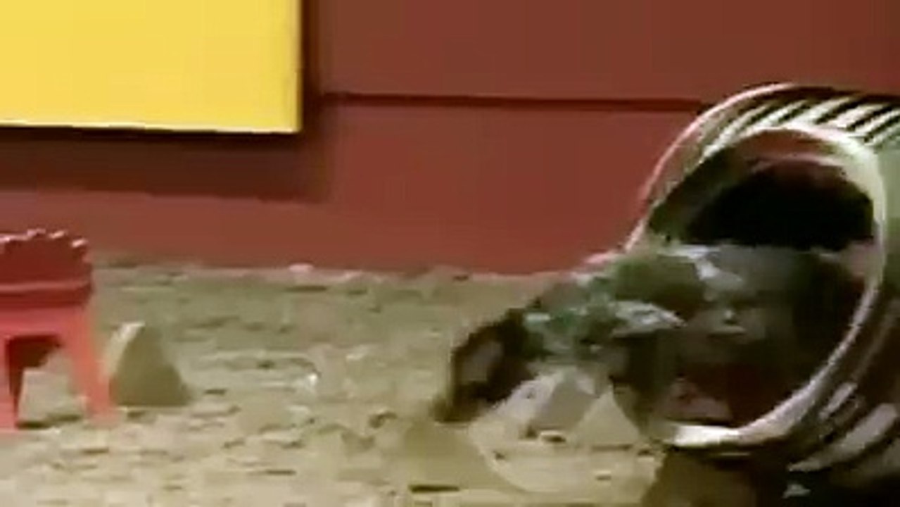 What a dog running video