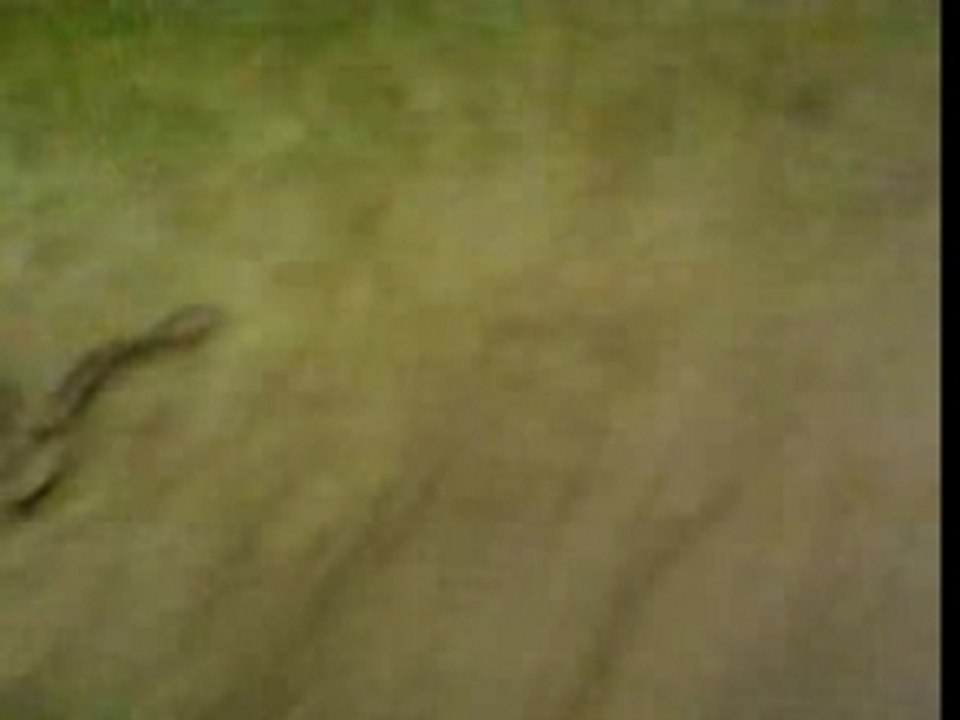 elo et moi en cso