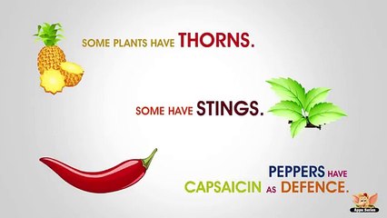 Why does Chilli Pepper make your Nose Run