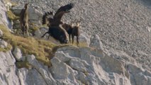 Crazy Hunt Scene between Eagle and Chamois in French Alps