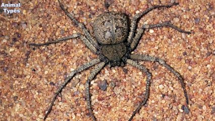 Top 10 Most Venomous Spiders On Earth Animals World