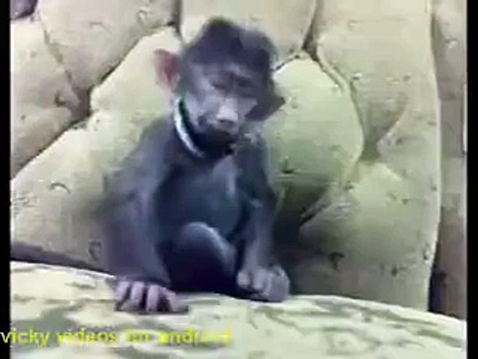 funny Monkey