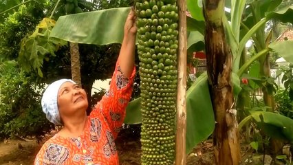 Unik, Pisang Seribu Memiliki Panjang Lebih dari 2 Meter