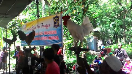 Kontes Ayam Ketawa