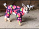 Pijama giymiş keçi yavruları