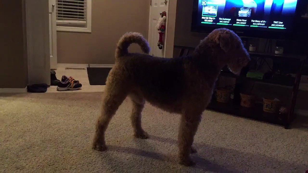 Un chien sans cordes vocales essaie d’aboyer