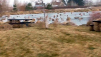 Tempête de virevoltants. Impressionnant!