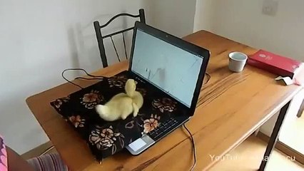 Cute Duckling Reloaded - Cute Duck