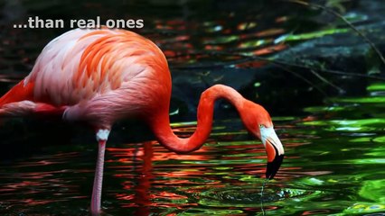 10 Weird Facts That Are True [HD]