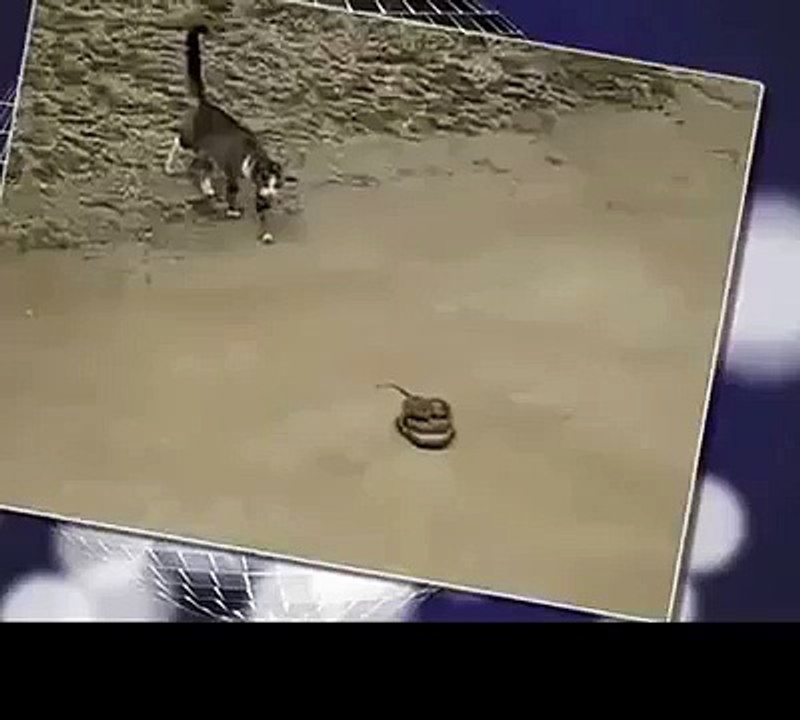 Cat vs Snake - Cat Kills the Snake
