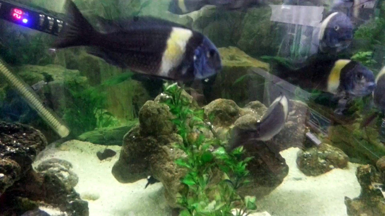 12 disi 2 erkek kalin bant duboisi maswa kolonim