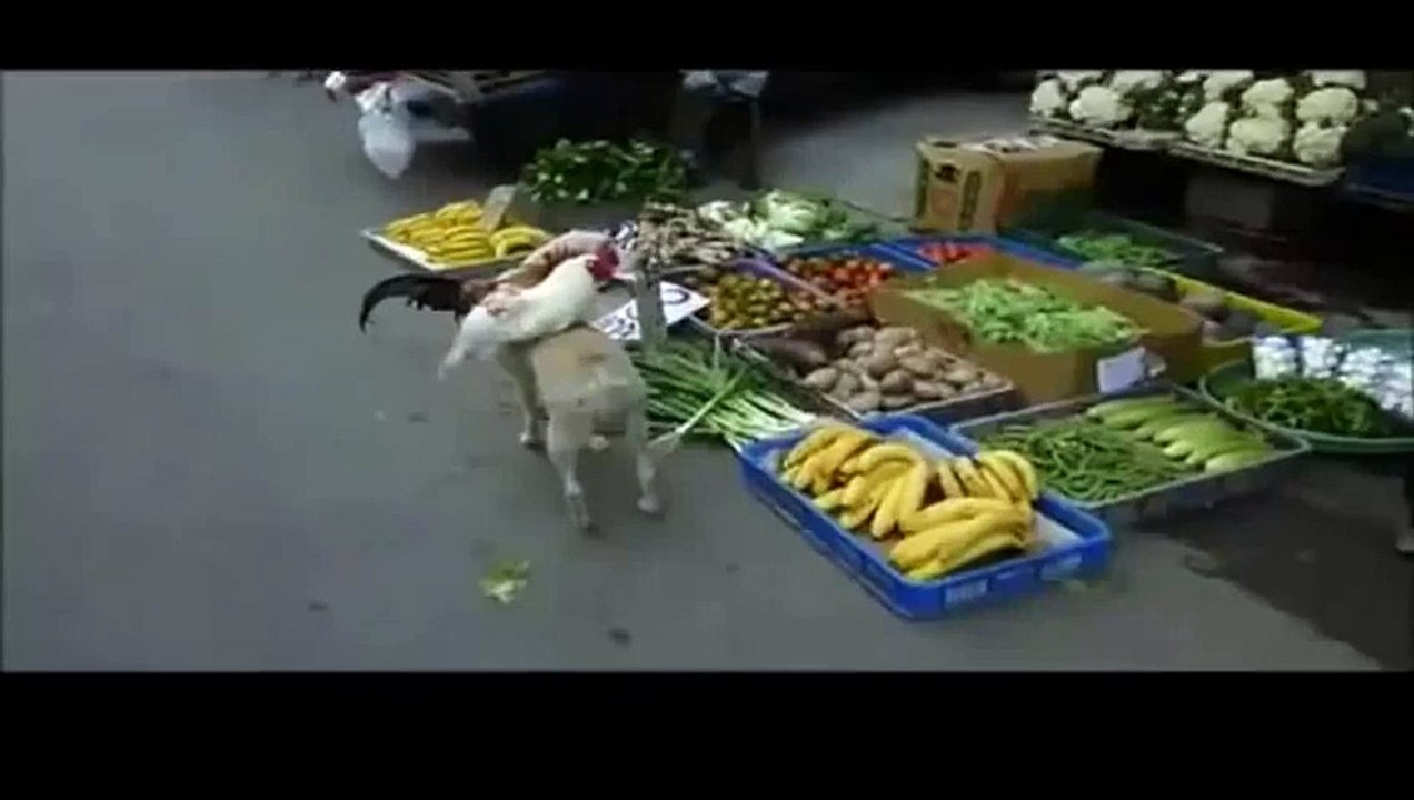 Ngộ nghĩnh chú chó vác gà ra chợ bán