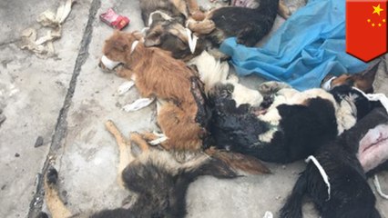 Dogs left for dead on rooftop after experiments at Chinese med school