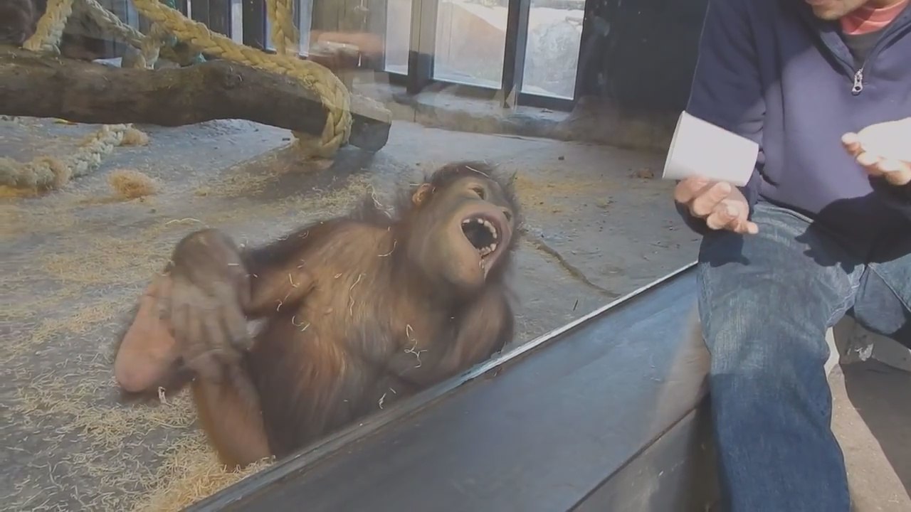 Un orang-outan mort de rire devant un tour de magie