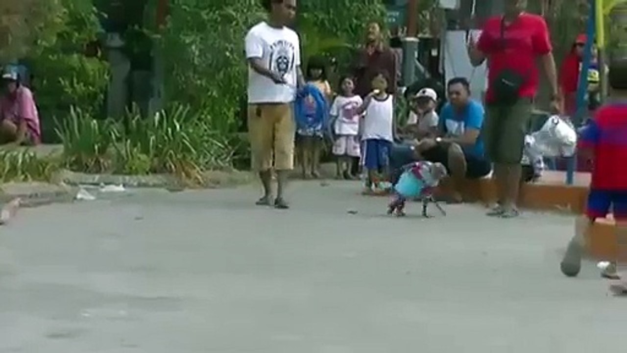 funny Monkey Dance