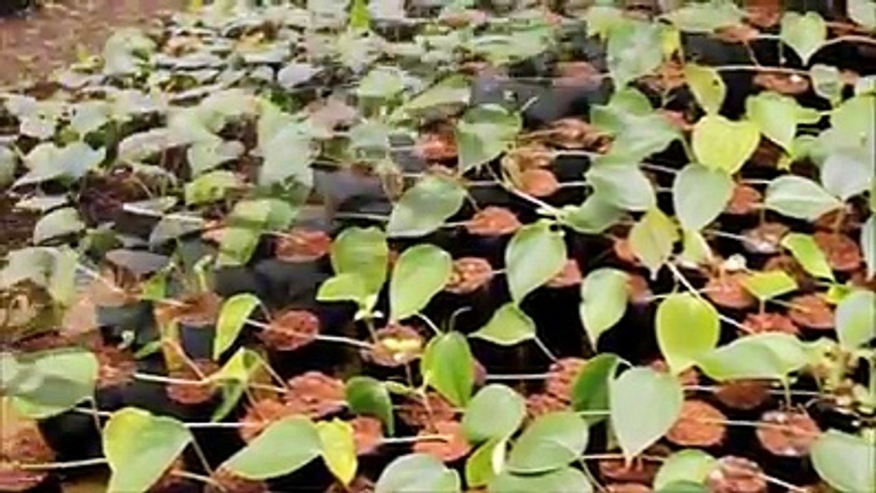 Kỹ thuật trồng tiêu mới