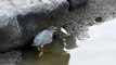 Bird Catches a fish using bait in an intelligent way