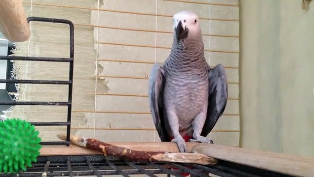Говорящий попугай Жако часть 2