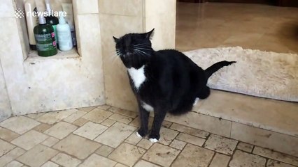 Cat takes a shower and shakes like a dog