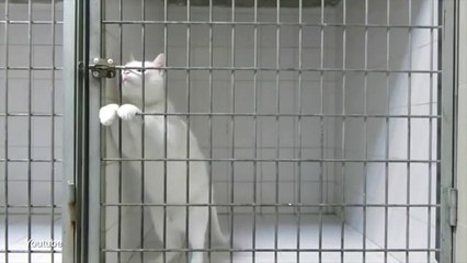 Hidden camera shows cat performing amazing jailbreak