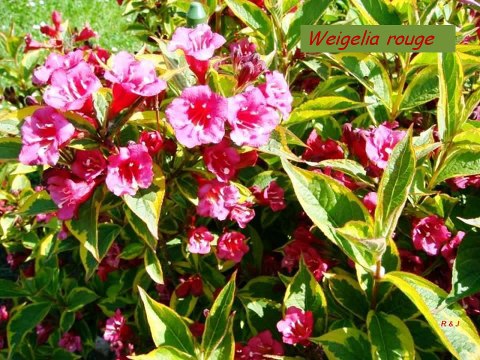 FLEURS DE NOTRE JARDIN, PAYS BASQUE