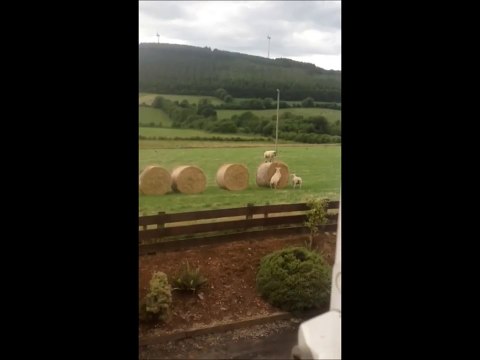 Des moutons s'amusent sur des balles de foin