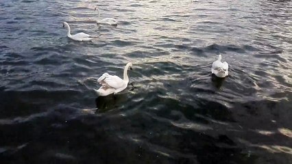Very cute Swans, see it!
