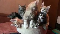 Funny cats in one basket-Cats together.