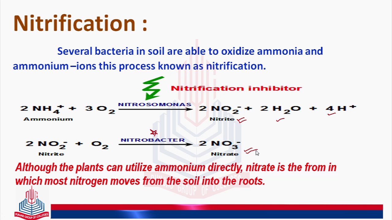 Nitrification , Assimilation , Denitrification & Nitrogen Cycle - video ...