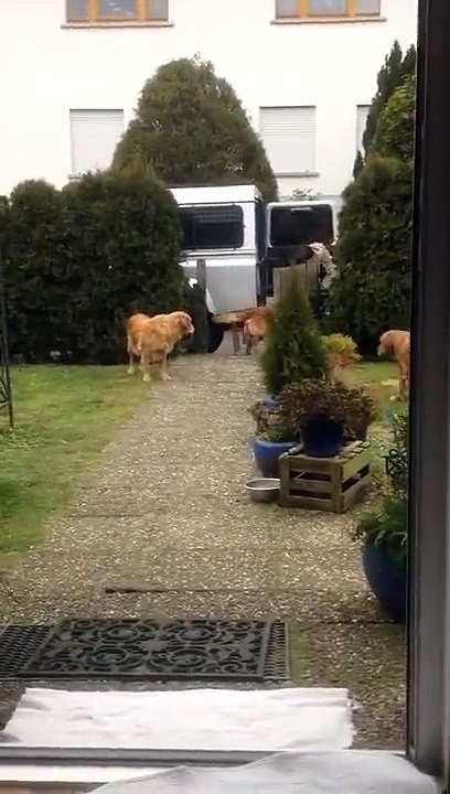 Je veux des chiens moi aussi...