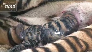 Tiger Giving Birth Baby amezing video