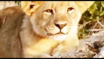 Animals Documentary: Whats Most Amazing Animals - Shap Lions Documentary Film (TV Genre)