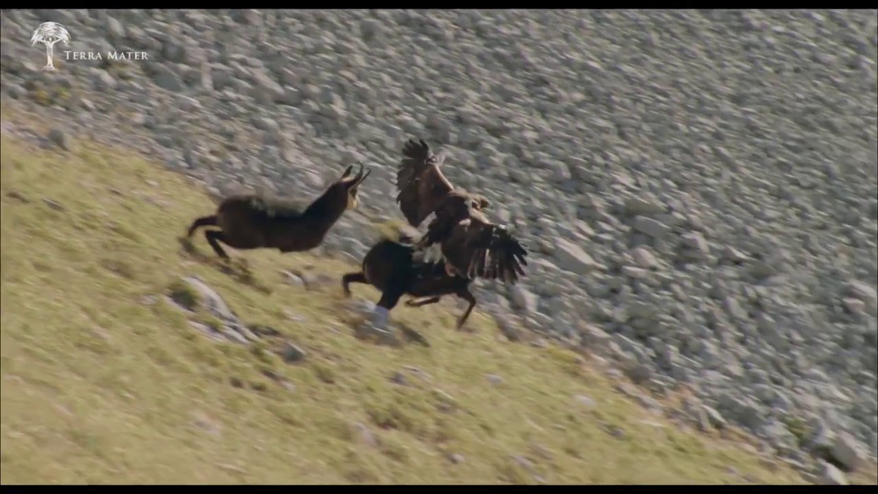 Aigle royal vs chamois