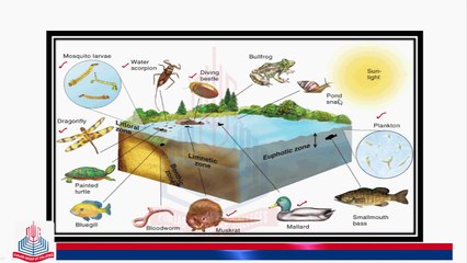 Littoral Zone , Limnetic Zone & Photic Zone