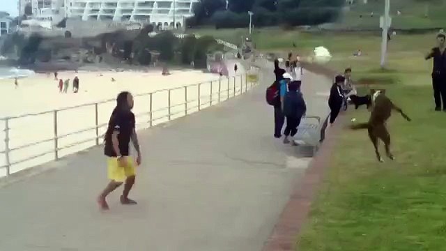 Бразильская собака