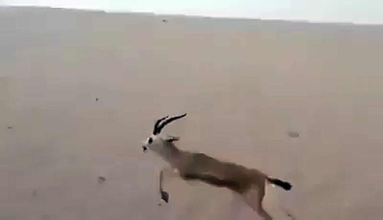 catching the deer