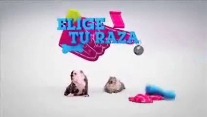 Razas de perros: el Boxer. Un cachorro para siempre.