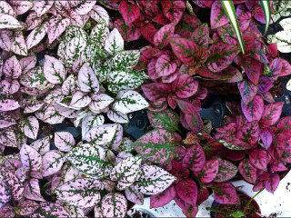 Surah Baqarah Translation &Tafseer part 3