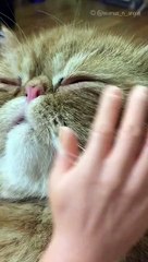 Caresser un chat géant