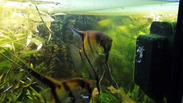 Les alevins scalaires