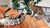 Bengal cat on the bed until baldeyut owners do not
