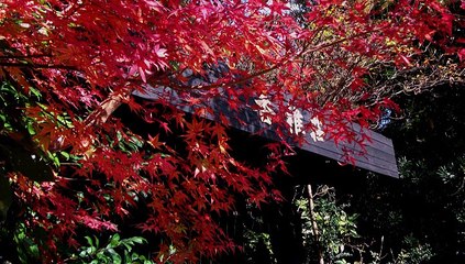 2012/11　湯布院散策～湯布院温泉/今昔庵