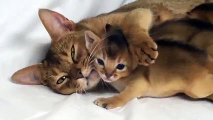 Mãe com gatinhos Abyssinian