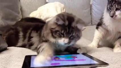 Cartões Maine Coon