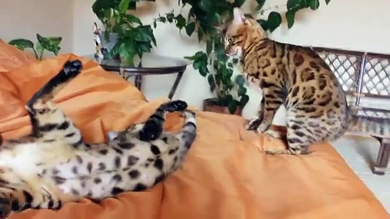 Gato de Bengal na cama até que os proprietários não baldeyut