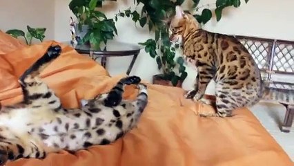 Gato de Bengal na cama até que os proprietários não baldeyut