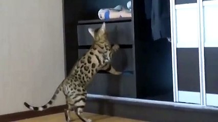 Gato de Bengal à procura de algo