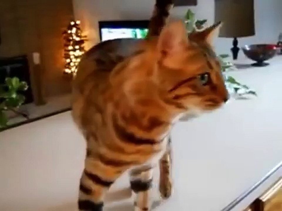 Gato de Bengal quer comer