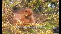 wild life - Animal Attack Planet - Wildlife Animals Fighting